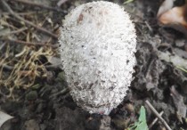 这种蘑菇能吃吗