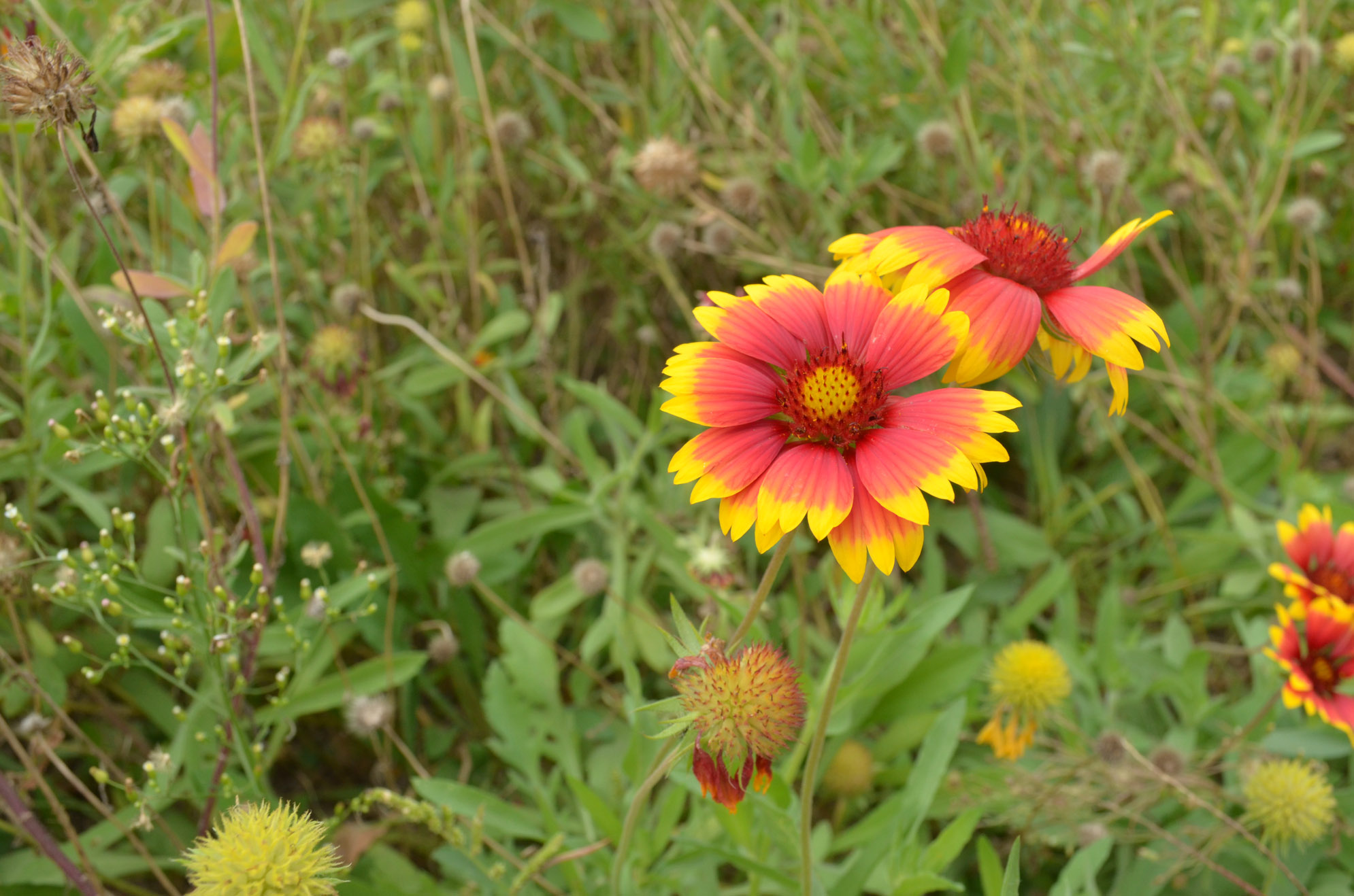 金仓湖刚刚建成3年左右 和女儿一起去出游