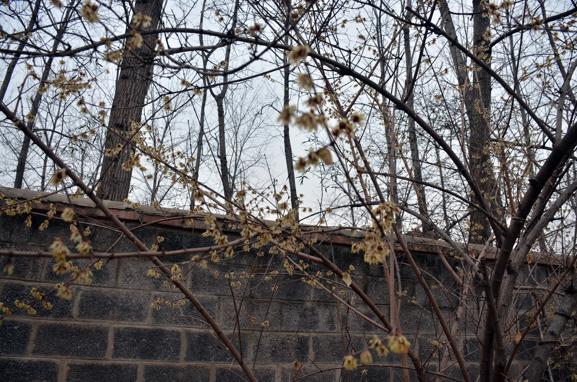 《梅如你》咏腊梅感时间飞逝 对梅而语开不了口