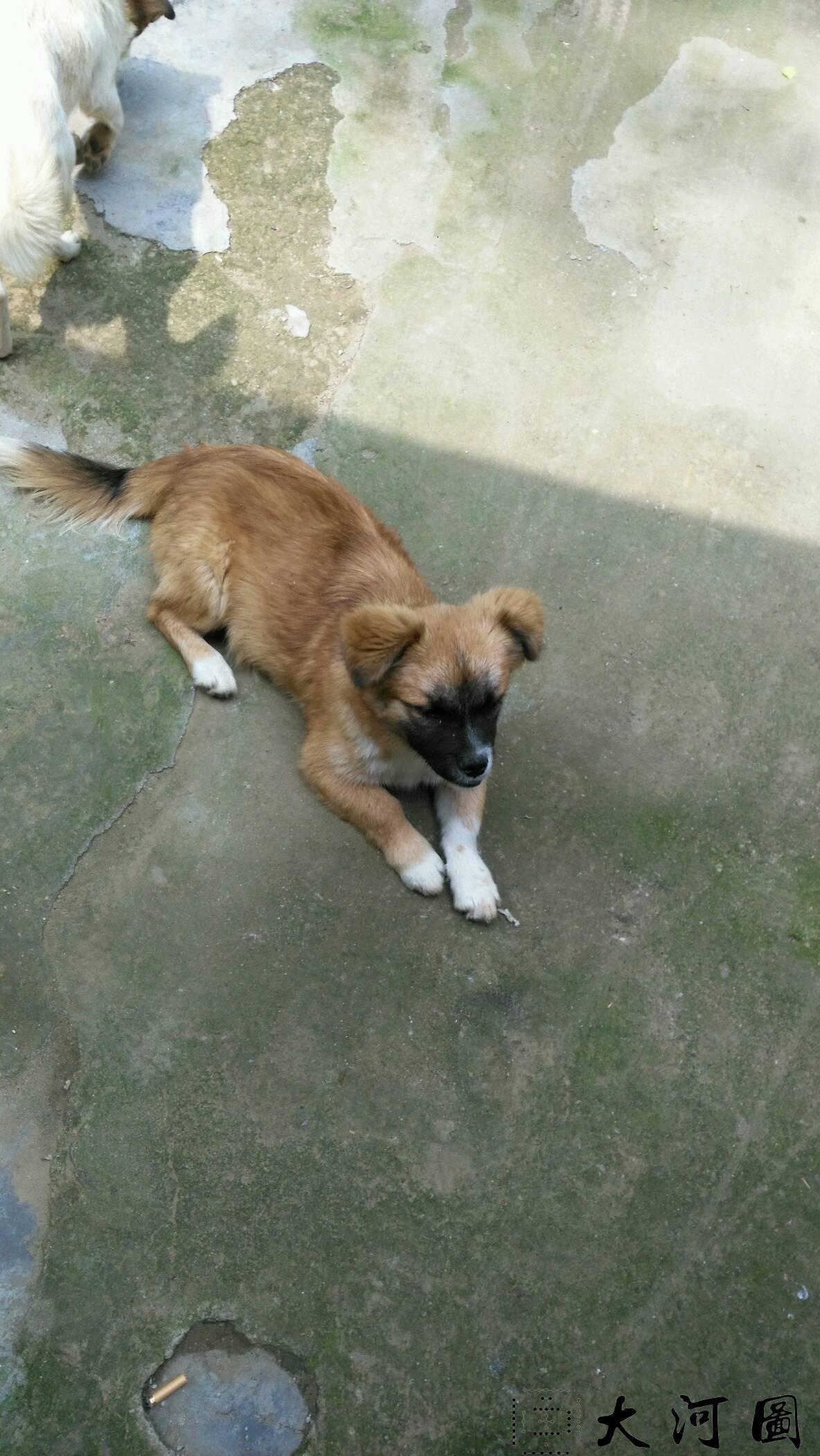 是不是所有的土狗都叫小白?