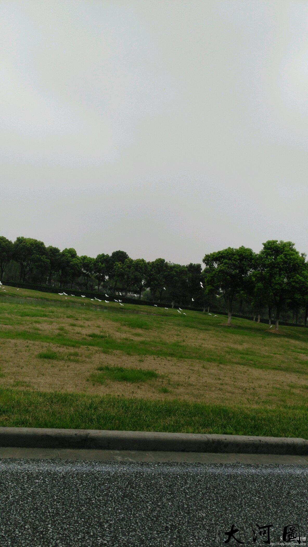 白鹭于飞，佳合天成。