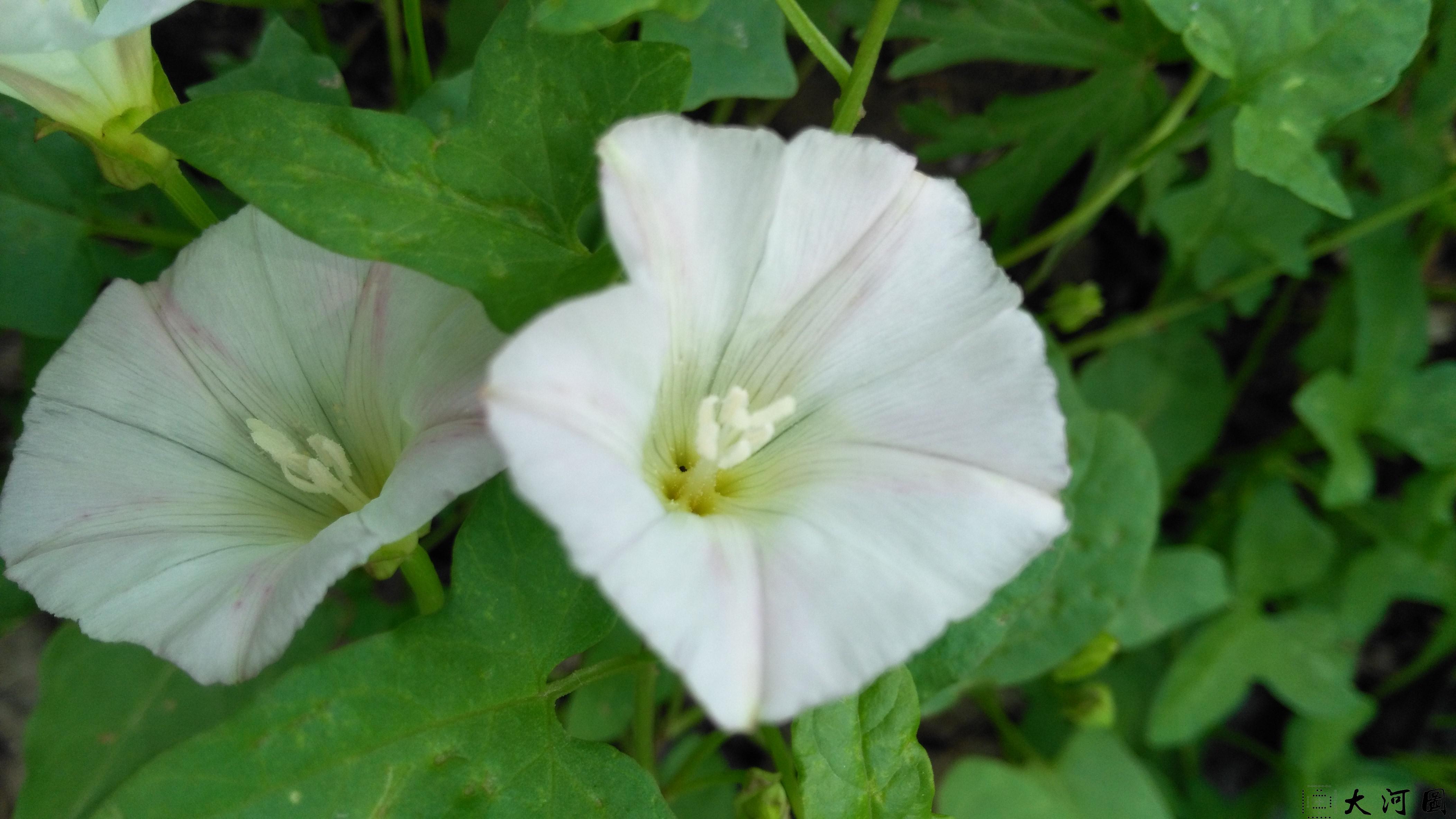 老宅后新开的花花草草和依旧那个石碑