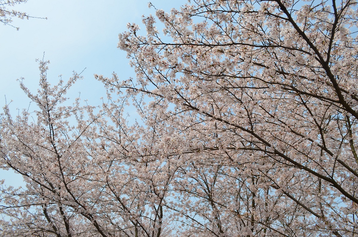 無錫景黿頭諸大河图诗歌之无锡我还你一夜