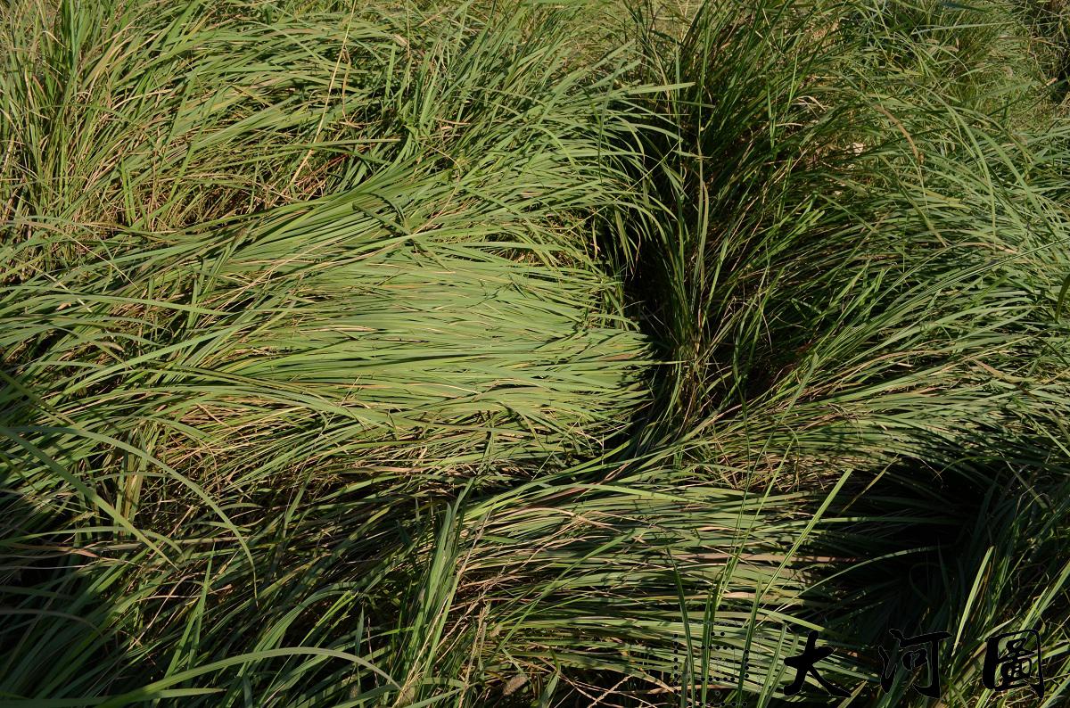 好了歌，红楼梦插曲 甄士隐悟道跛行道人