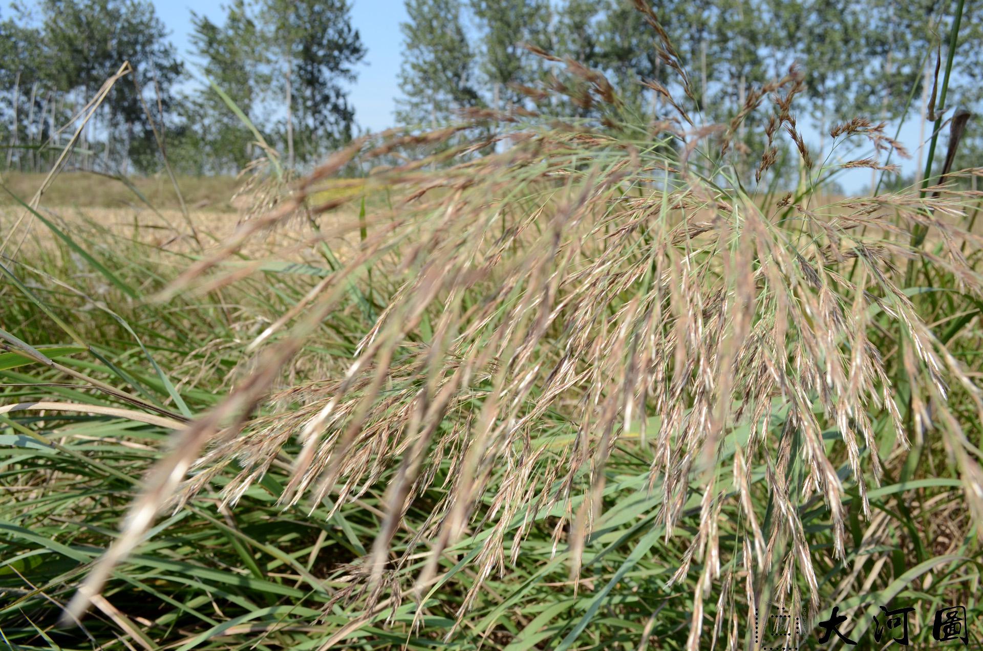 苏北好风光 韩坝到叶场沿路的村落