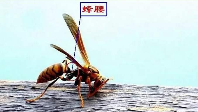 巨门星 体方顶平 不生肢脚 巨门星峰的形状特征